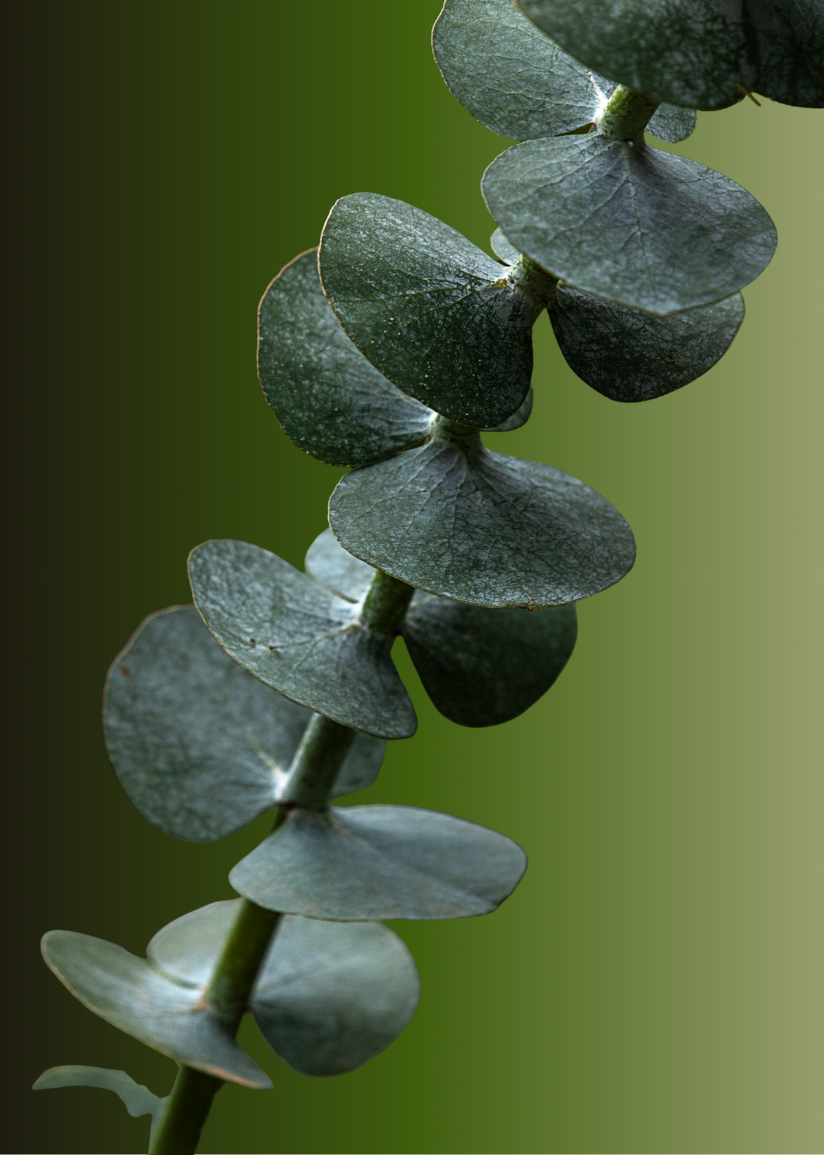 EUCALYPTUS: THE BREATH