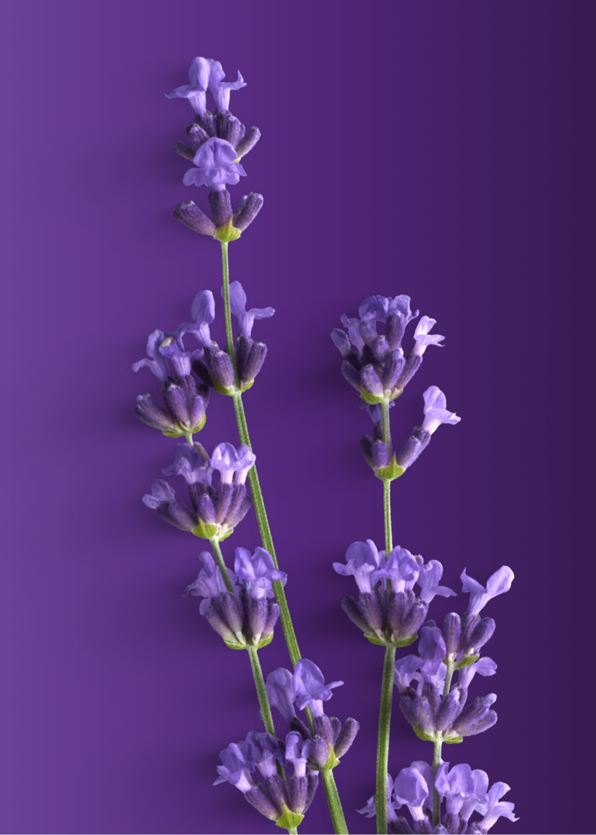 LAVENDER: THE BALANCE