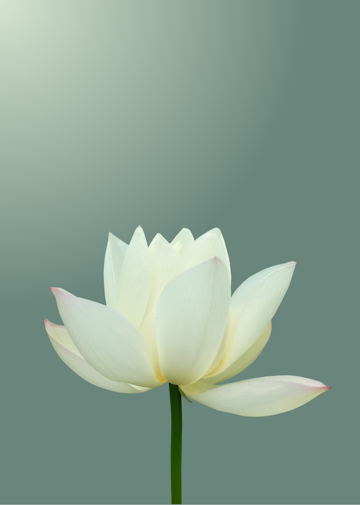 LOTUS BLOSSOM: THE AIR