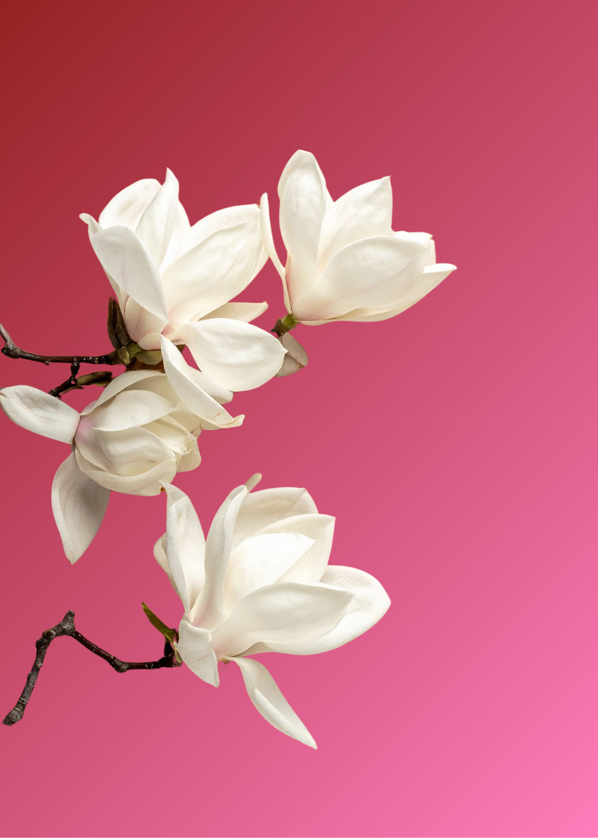 MAGNOLIA: THE TRACE