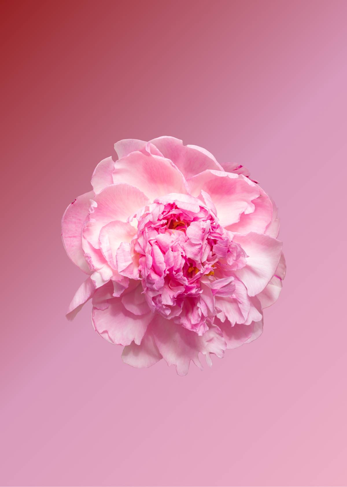 PEONY: THE EXPRESSION
