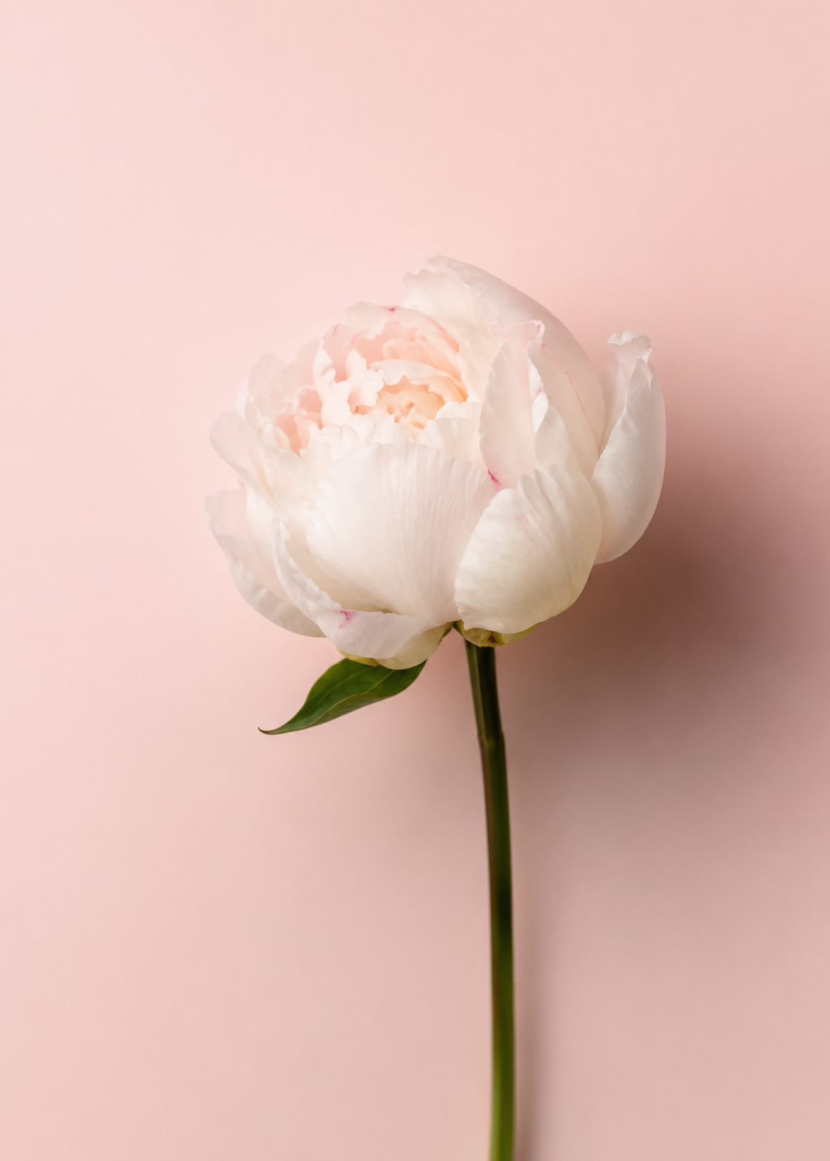 PEONY: THE REVERIE
