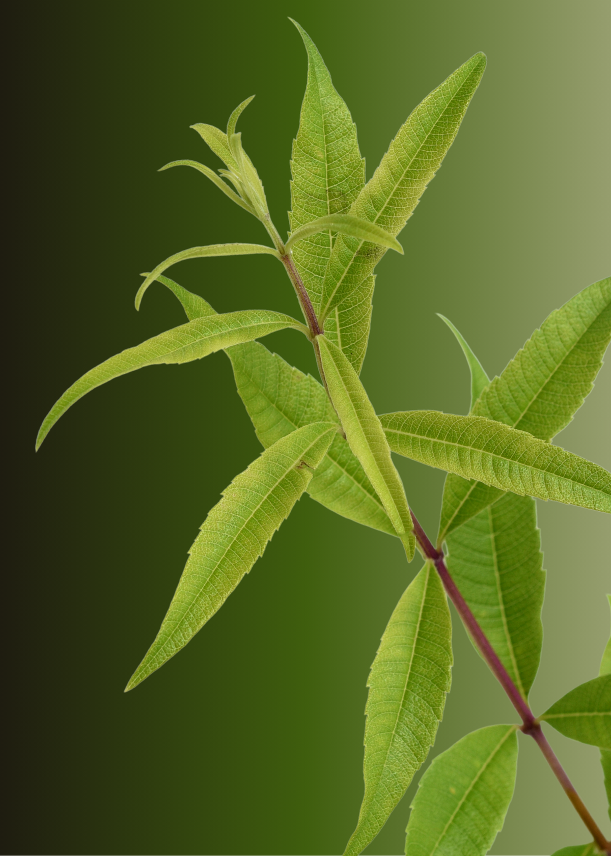 VERBENA: THE SPARK