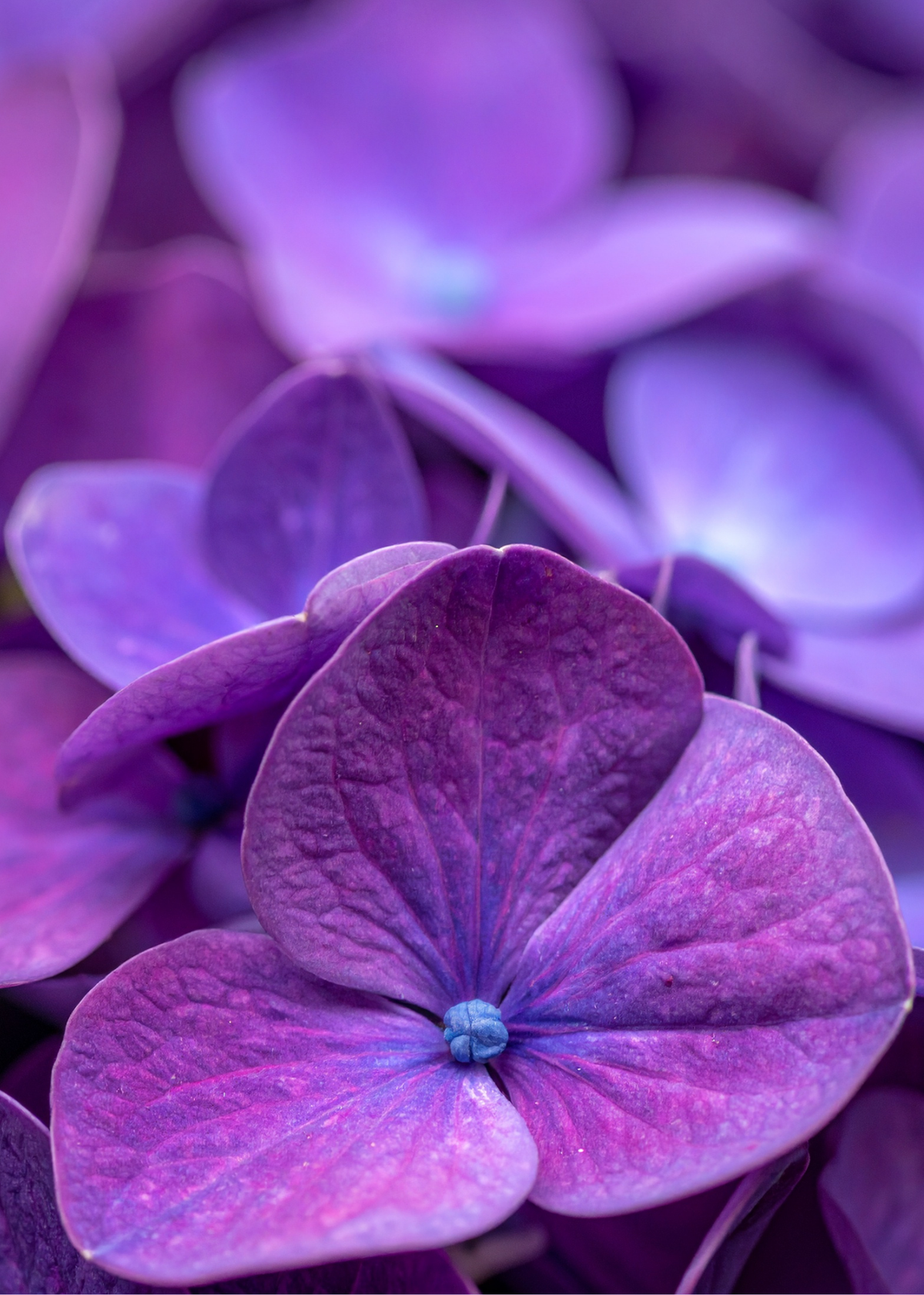 VIOLET: THE TURN