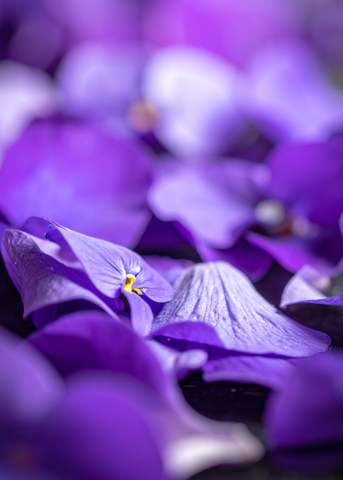 VIOLET: The precision