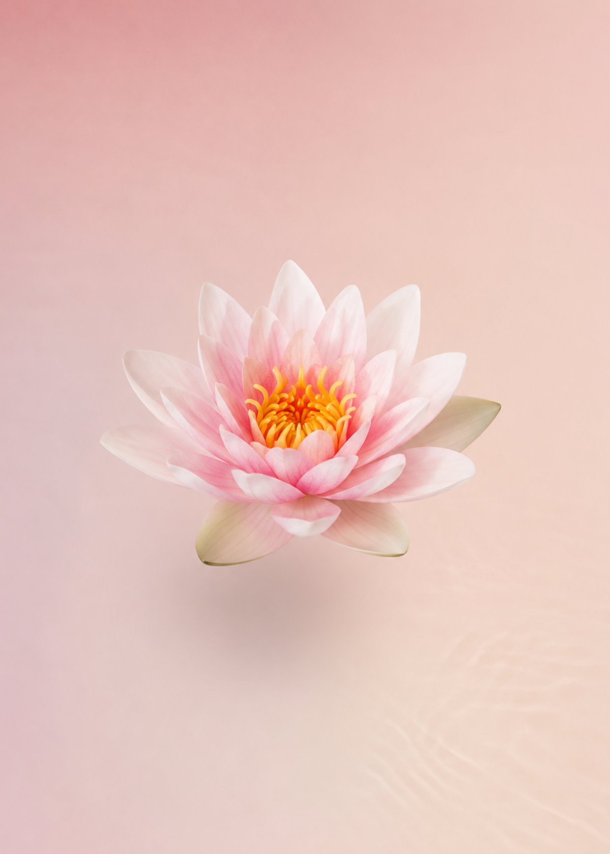 WATER LILY: THE STILLNESS